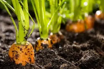 Semer des carottes : la méthodo pour réussir leur plantation