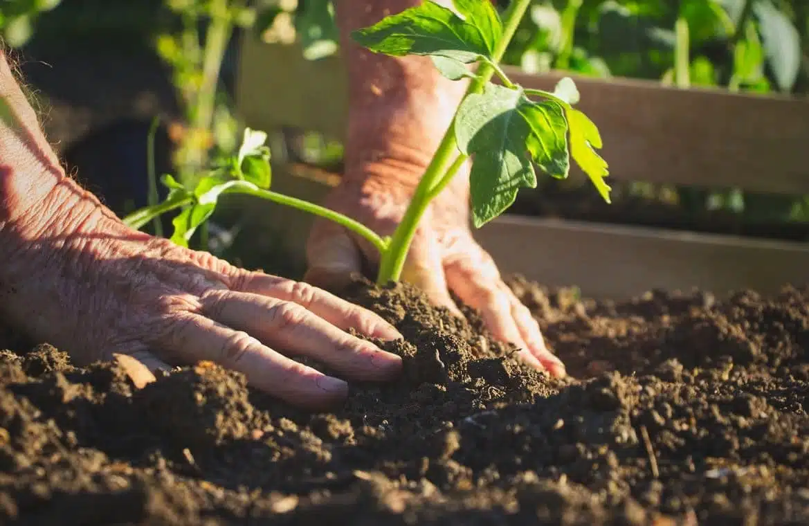 Semer des carottes : la méthodo pour réussir leur plantation