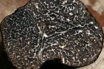 Découvrez les avantages de la truffe en conserve en cuisine