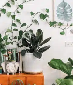green leafed plant