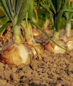 Planter des poireaux : quelques conseils pratiques