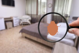 Punaises de lit dans le Var : comment réagir face à une infestation ?