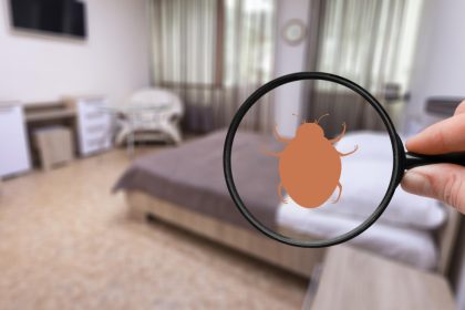 Punaises de lit dans le Var : comment réagir face à une infestation ?